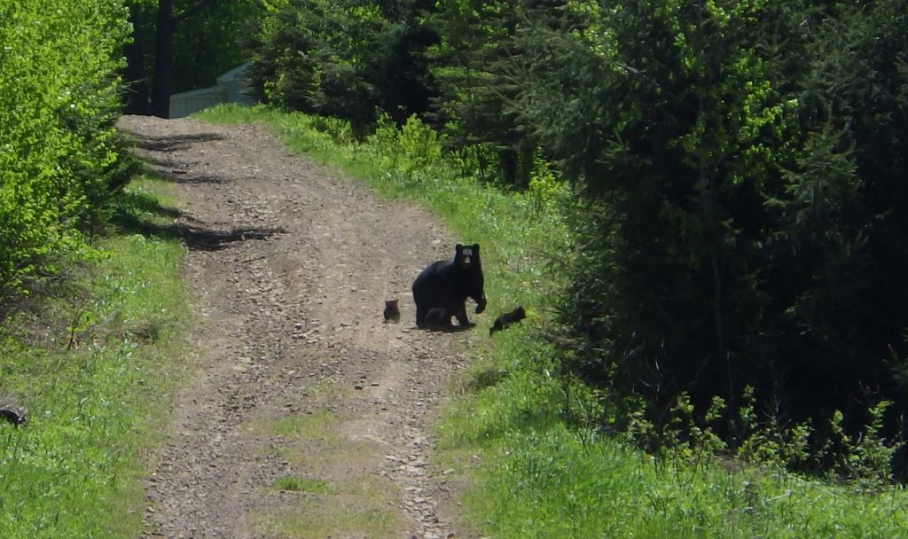 American Black Bear